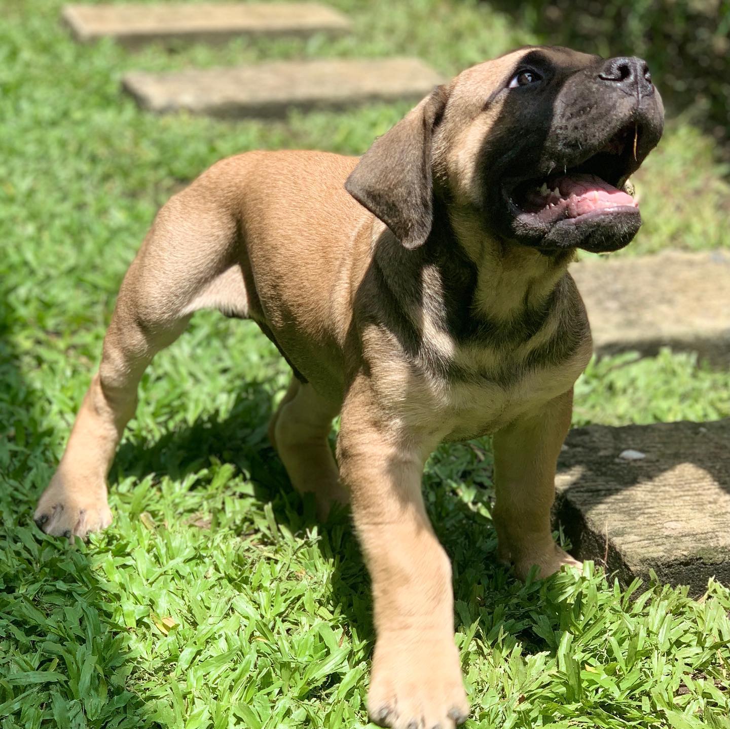 boerboel puppies for sale