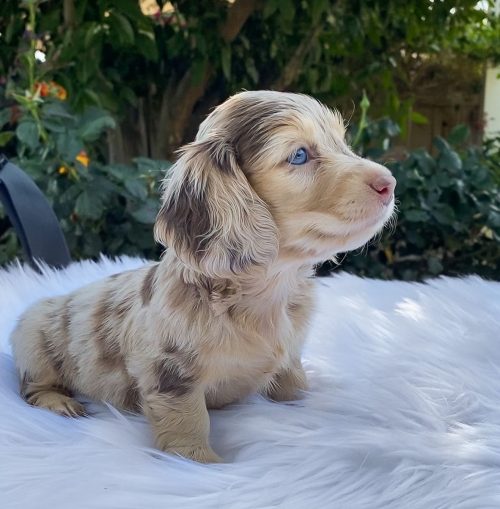 honeydewthedachshund_1591482085_2325842764829143725_34677388301 honeydewthedachshund_1591482085_2325842764829143725_34677388301